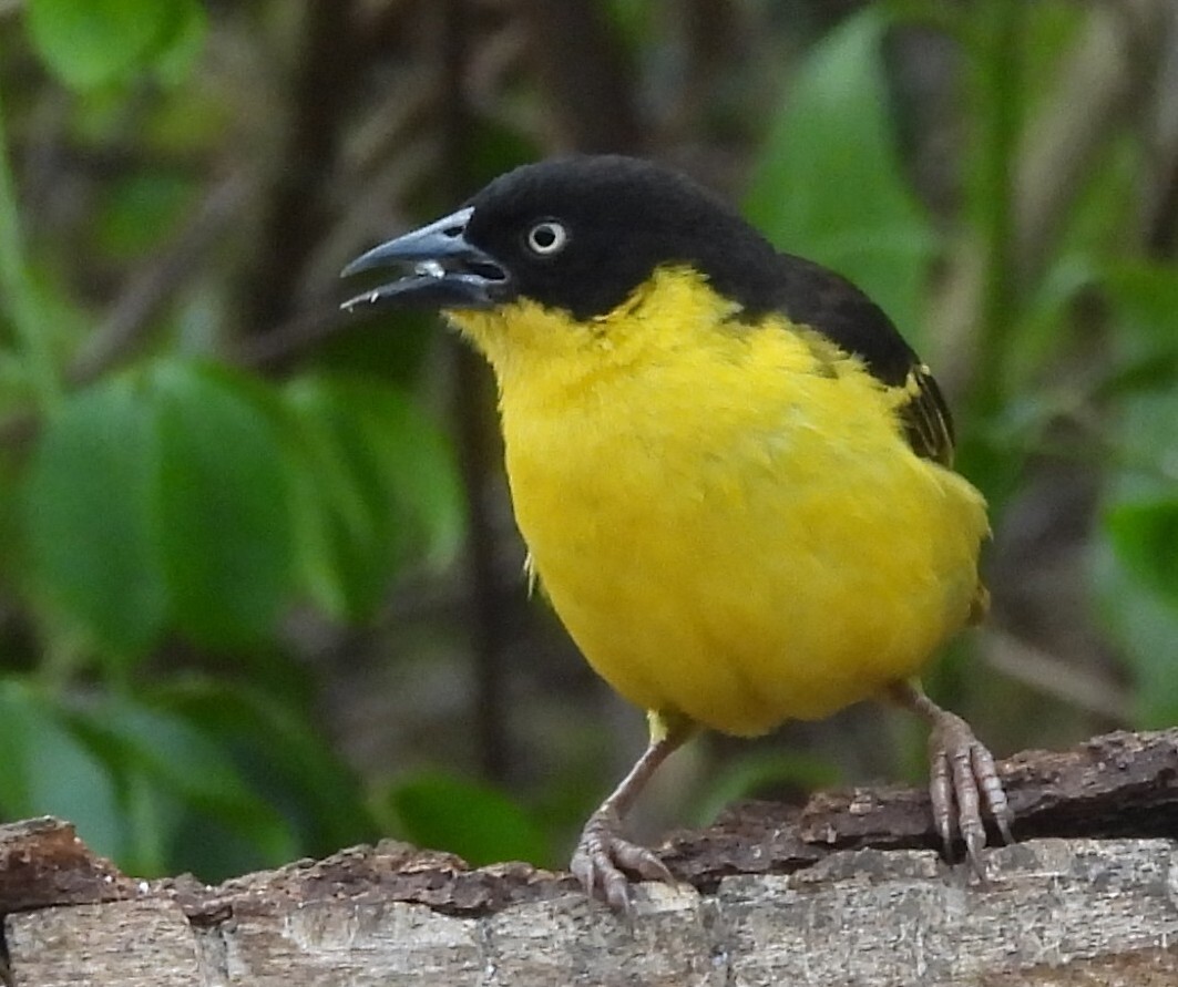 Baglafecht Weaver (Ploceus baglafecht), photo 7