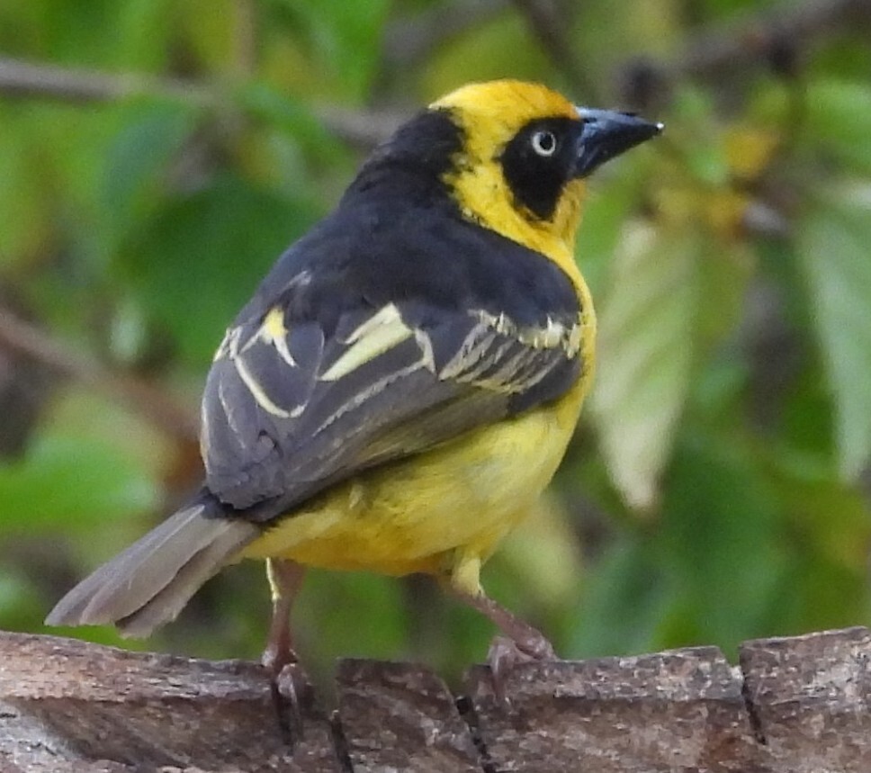 Baglafecht Weaver (Ploceus baglafecht), photo 6