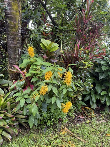 Justicia aurea observed 2026-06-10