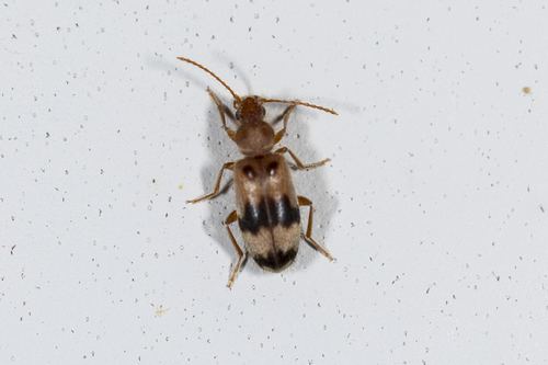 Notoxus calcaratus