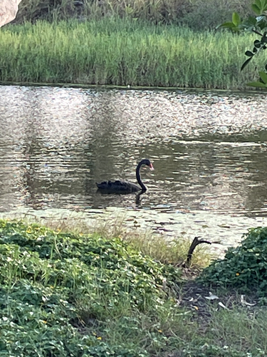 Black Swan