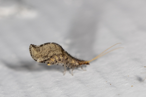 Nearctic Beaded Lacewings