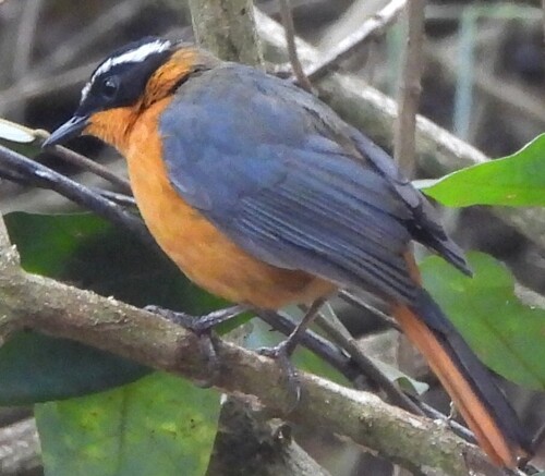 Rüppell's Robin-Chat (Cossypha semirufa)