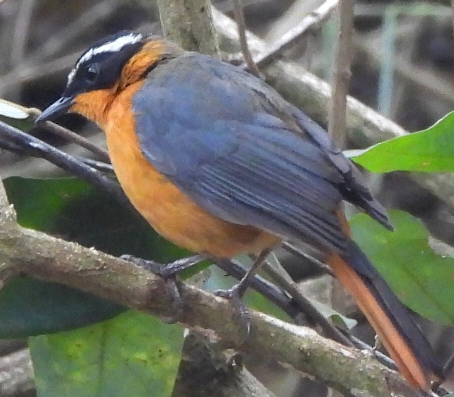 Rüppell's Robin-Chat (Cossypha semirufa), photo 1