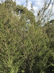 Kunzea leptospermoides