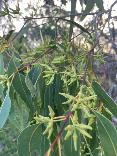 Forest red gum