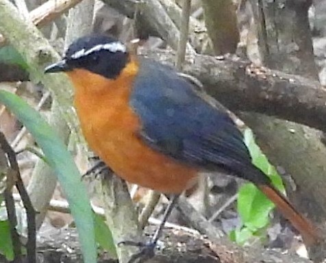 Rüppell's Robin-Chat (Cossypha semirufa), photo 2