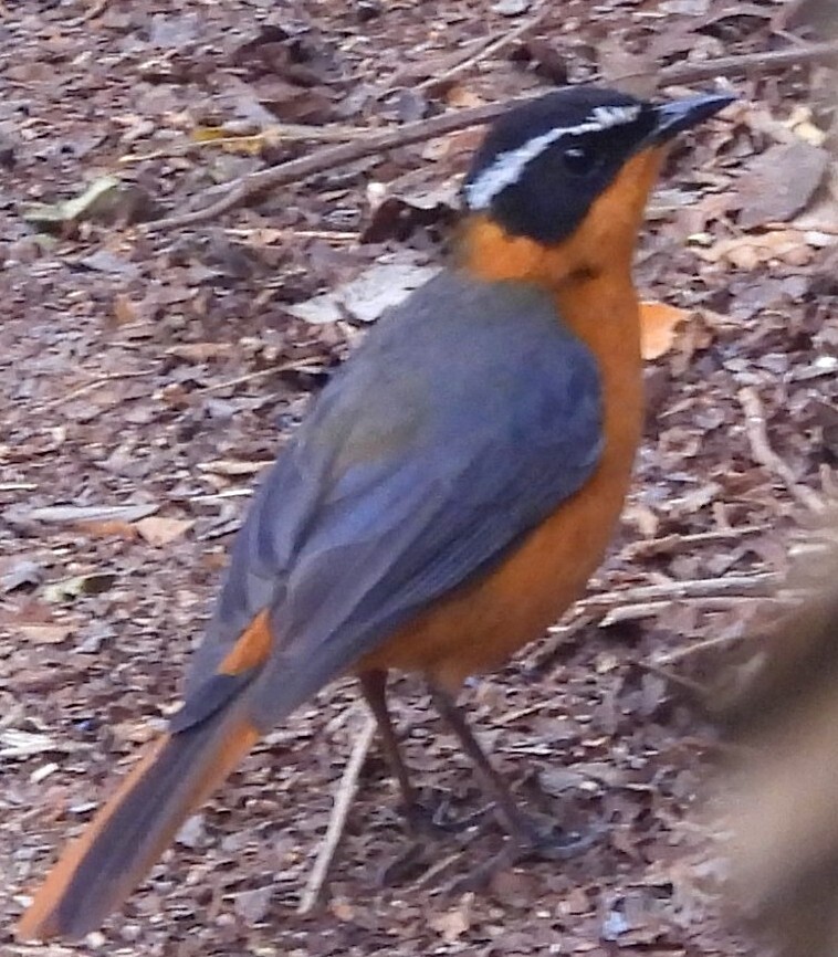 Rüppell's Robin-Chat (Cossypha semirufa), photo 8