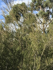Kunzea leptospermoides