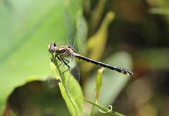 Hylogomphus parvidens