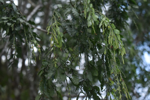 Dacrycarpus imbricatus observed 2026-06-07