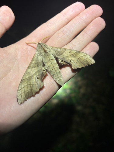 Marumba sperchius