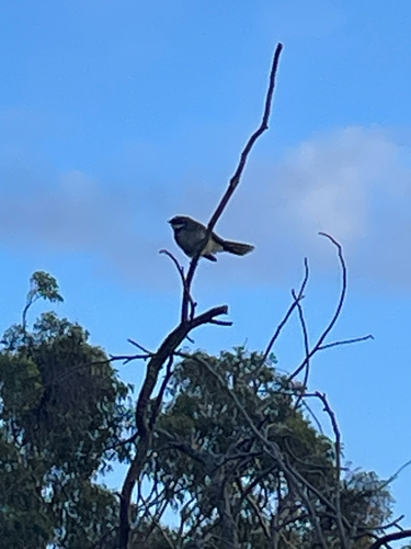 Grey Fantail