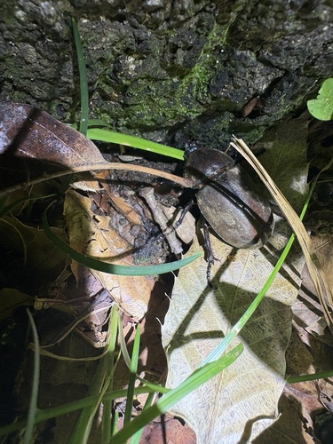 Trypoxylus dichotomus septentrionalis