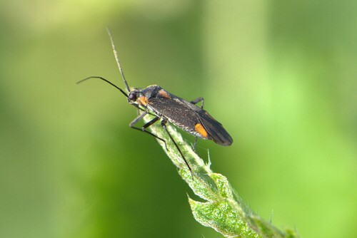 Capsodes flavomarginatus