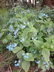 Brunnera