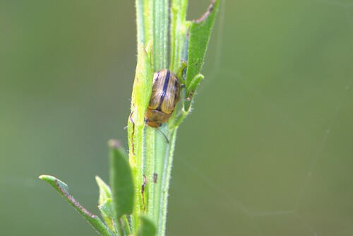 Gonioctena olivacea