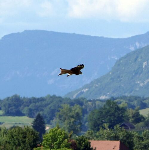 Red Kite