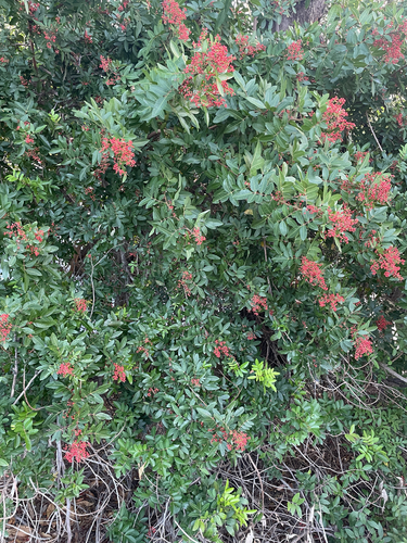 Brazilian pepper