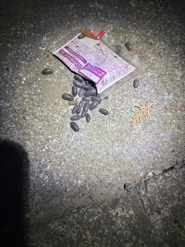 Common Pill Woodlouse