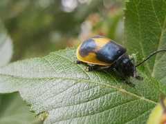 Monocesta ducalis