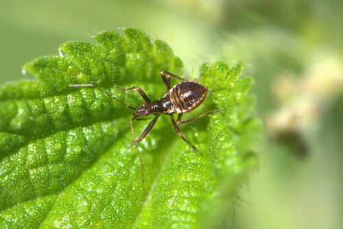 Tree Damsel Bug