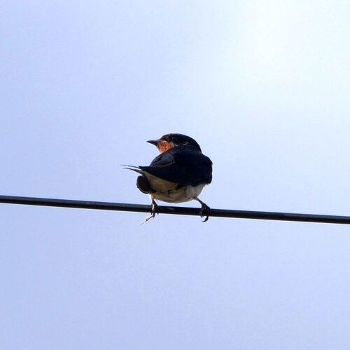 Barn Swallow