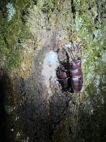 Prosopocoilus inclinatus inclinatus