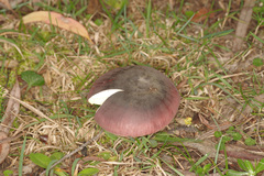 Russula purpureoflava