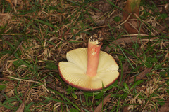 Russula purpureoflava