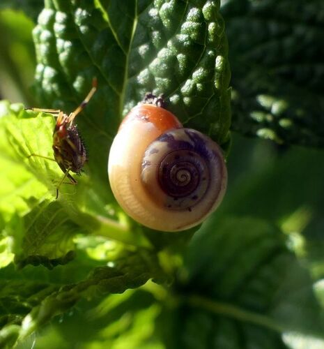 Carthusian Nun Snail