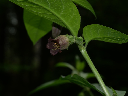 Deadly Nightshade