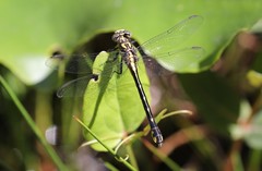 Hylogomphus parvidens