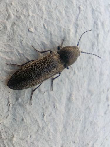 Cidnopus observed 2026-06-11