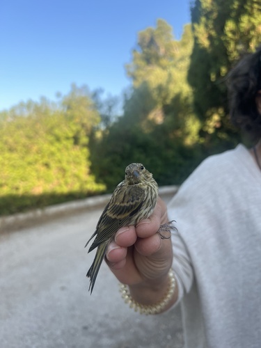 European Serin