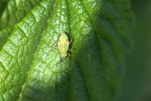 Common Nettle Flower Bug