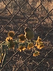 Spinus psaltria