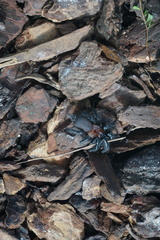 Porrhothele