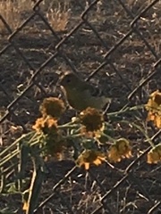 Spinus psaltria