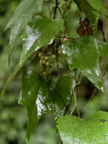 Cyclea ochiaiana observed 2026-06-11