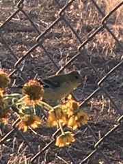 Spinus psaltria