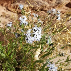 Amsonia tomentosa