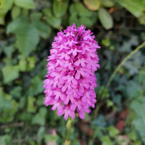 pyramidal orchid