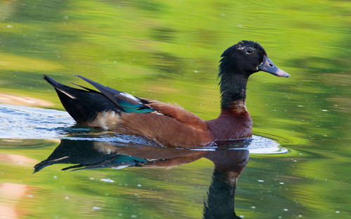 Mallard × Ruddy Shelduck