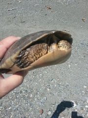 Actinemys marmorata marmorata