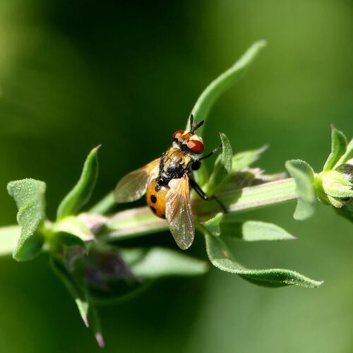 Ladybird Fly