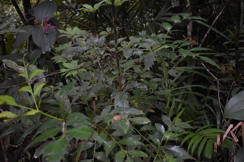 Phyllocladus hypophyllus observed 2026-06-07