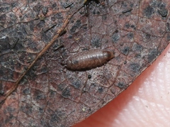 Cordioniscus stebbingi