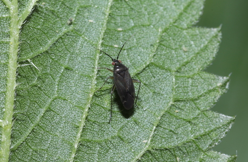 Common Nettle Flower Bug