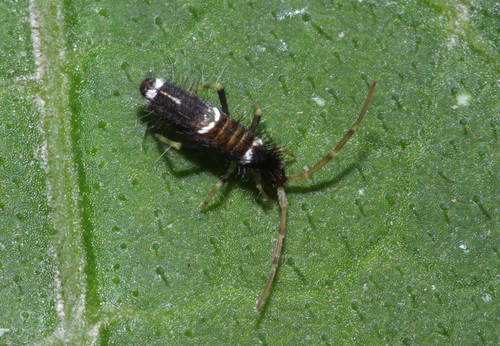 Entomobrya dorsalis, 12e Arrondissement, 75012 Paris, France, photo 9 of 10